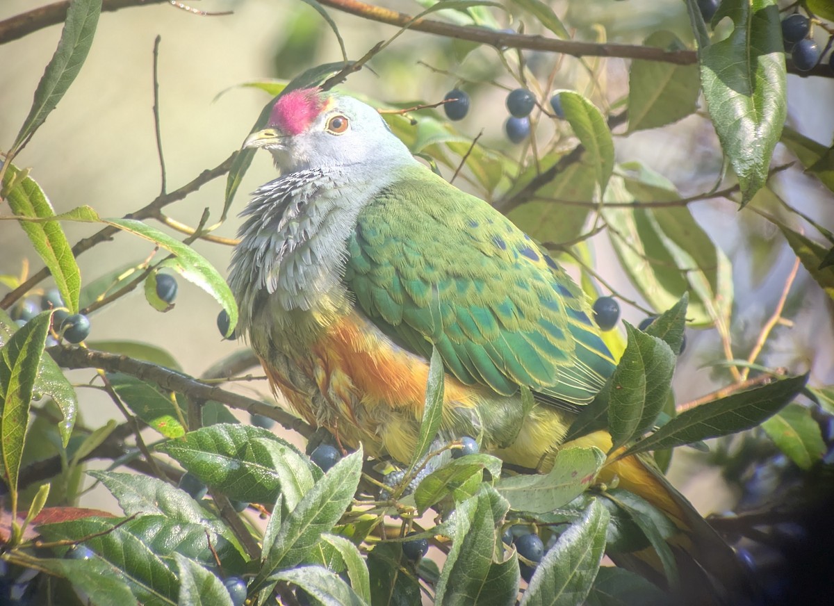 Rose-crowned Fruit-Dove - ML640496757
