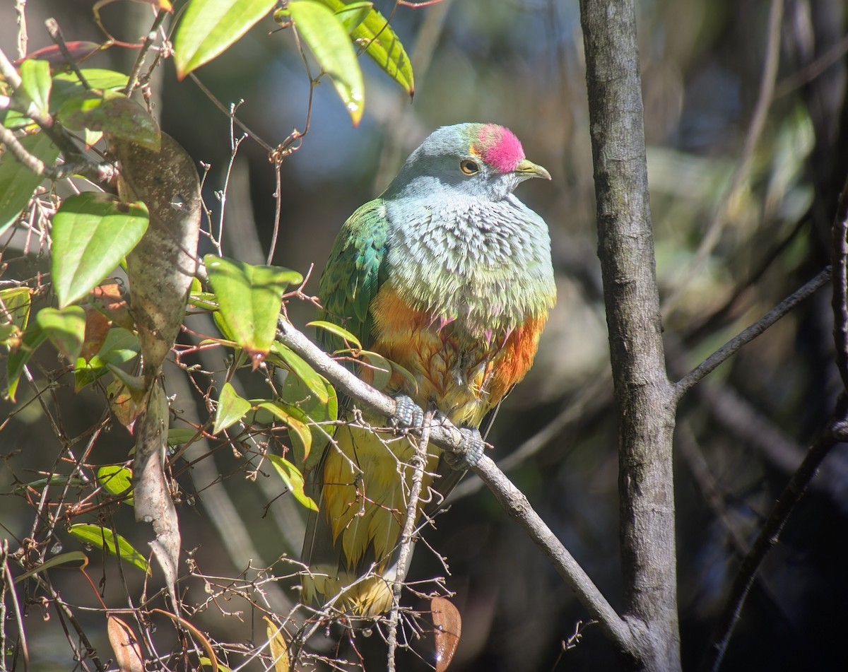 Rose-crowned Fruit-Dove - ML640496758