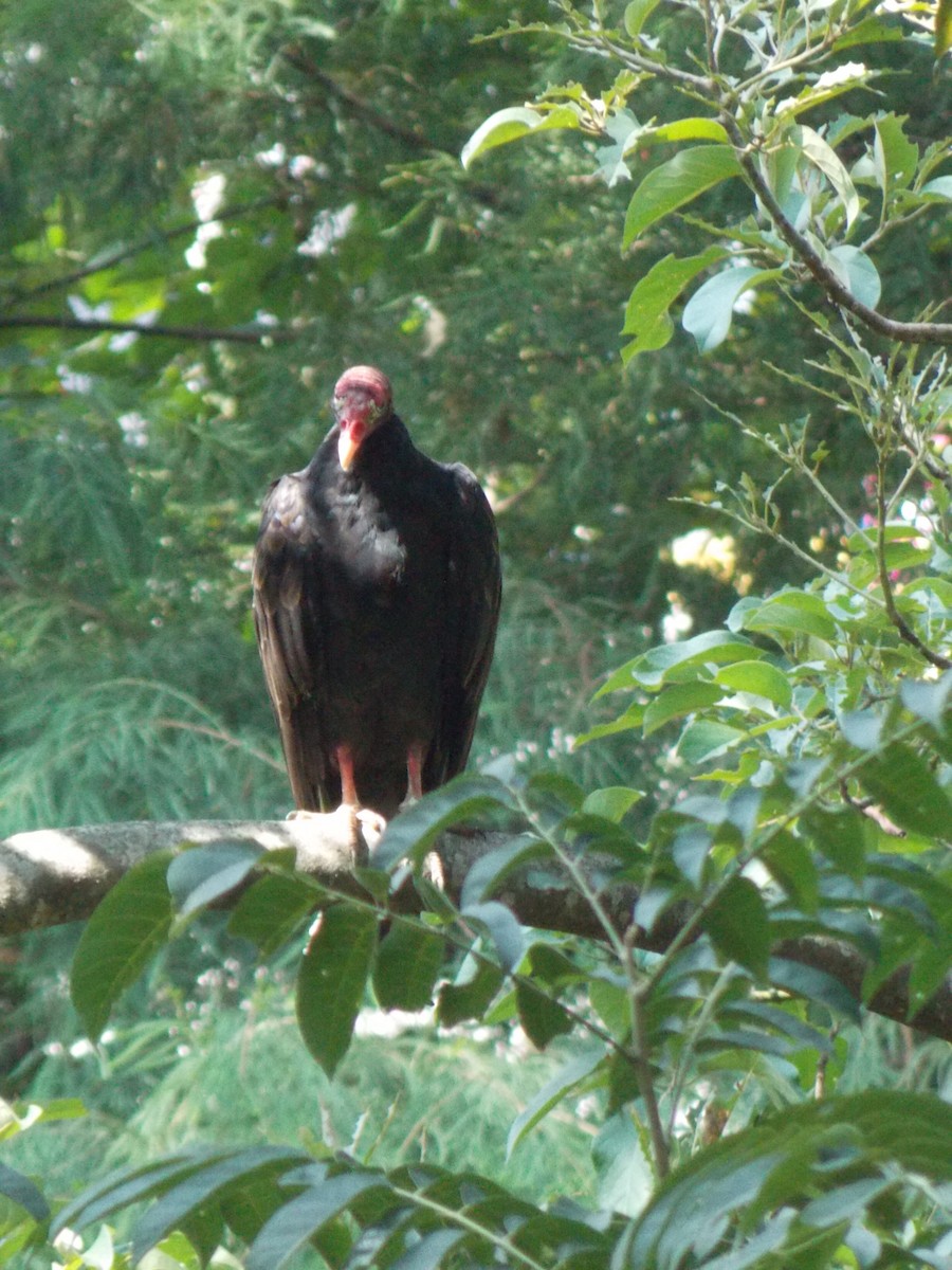 Truthahngeier - ML640496787