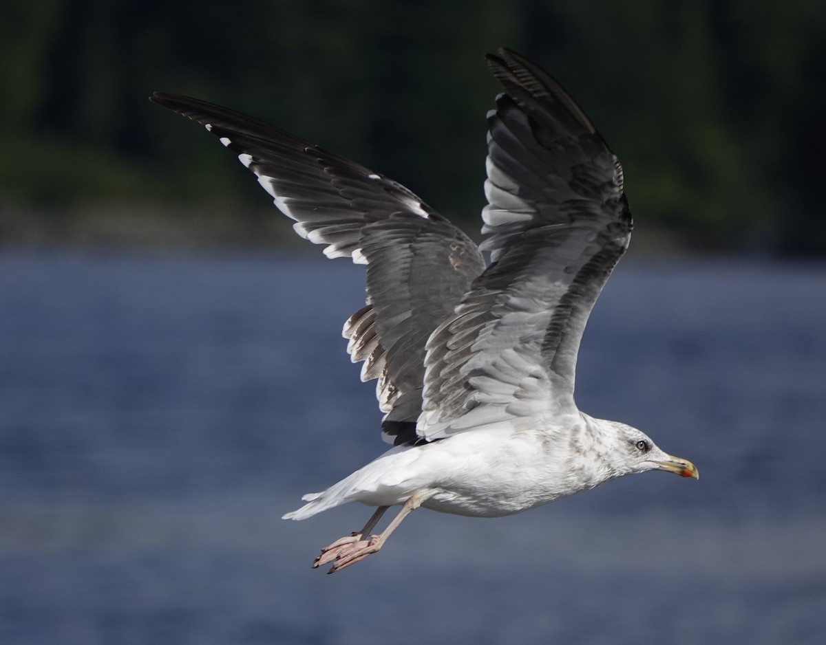 Lesser Black-backed Gull - ML640496802