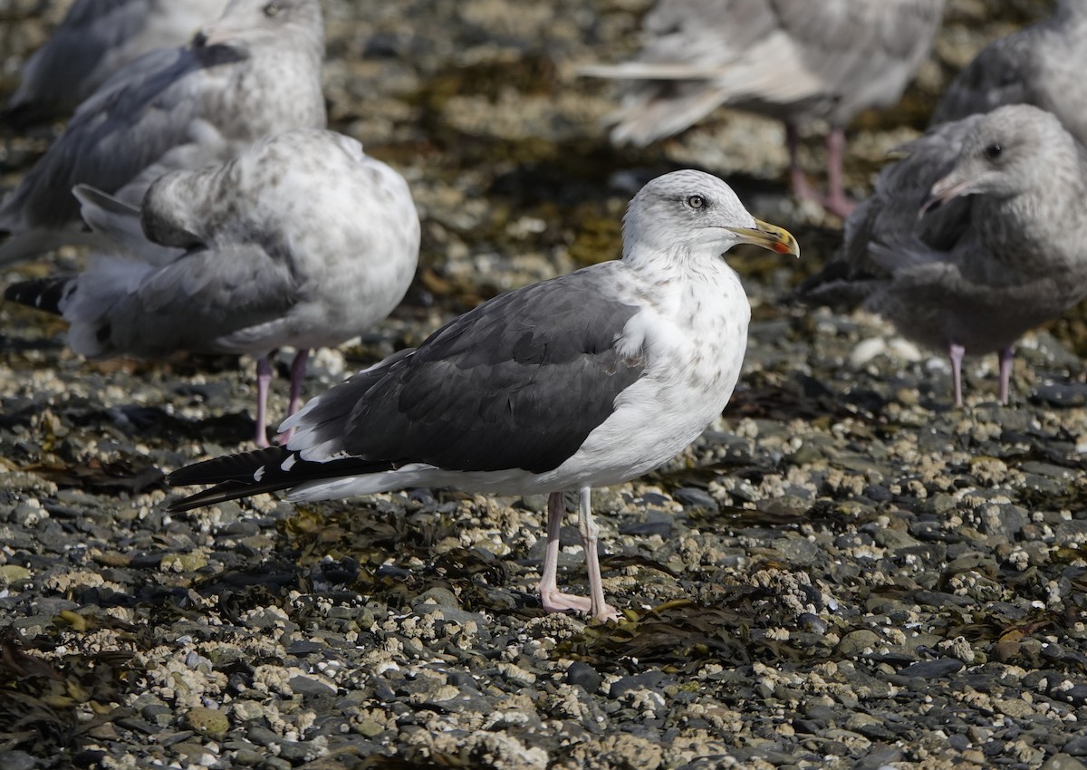 Lesser Black-backed Gull - ML640496803