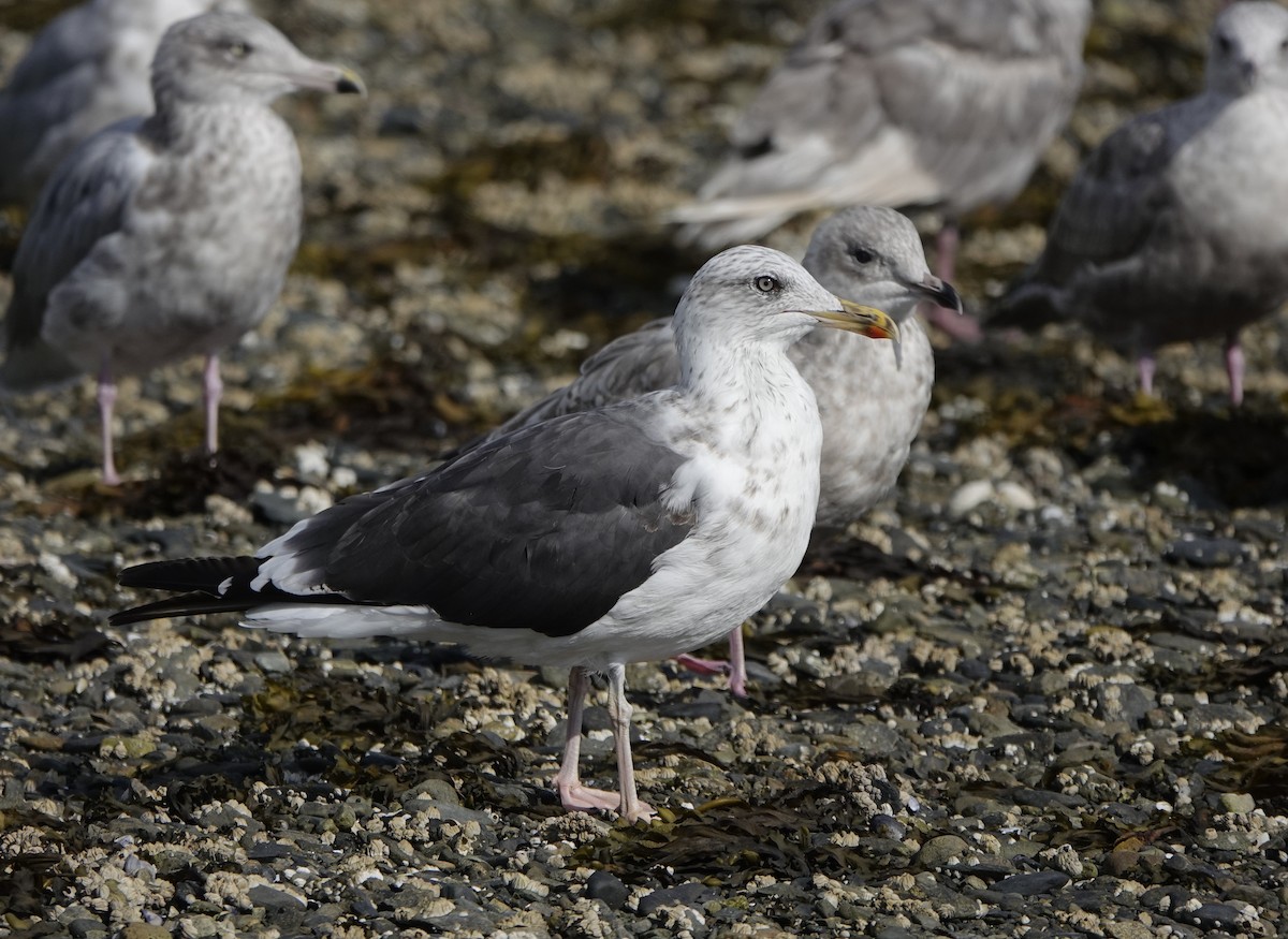 Lesser Black-backed Gull - ML640496804