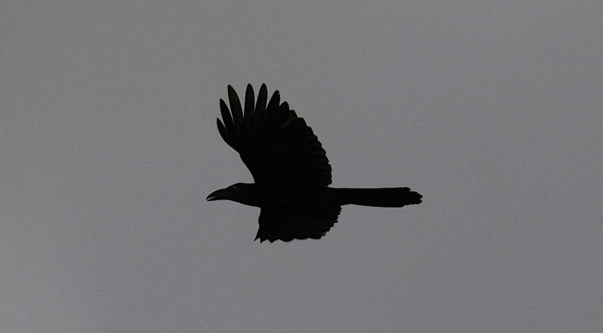 Gray Crow - ML640496900