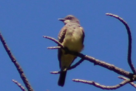 Cassinkönigstyrann - ML640496957