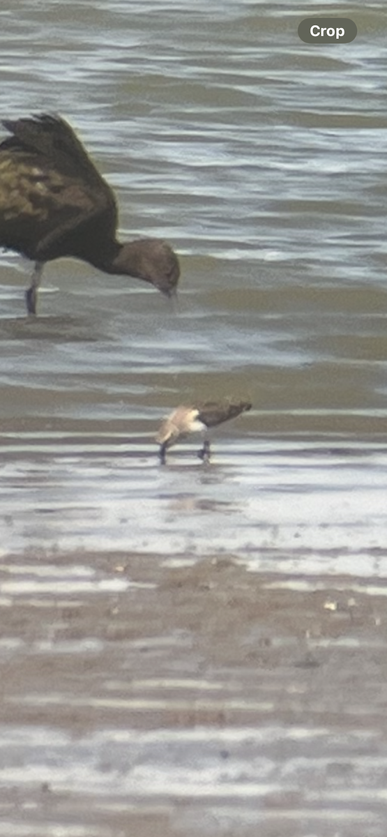 Pectoral Sandpiper - ML640496959