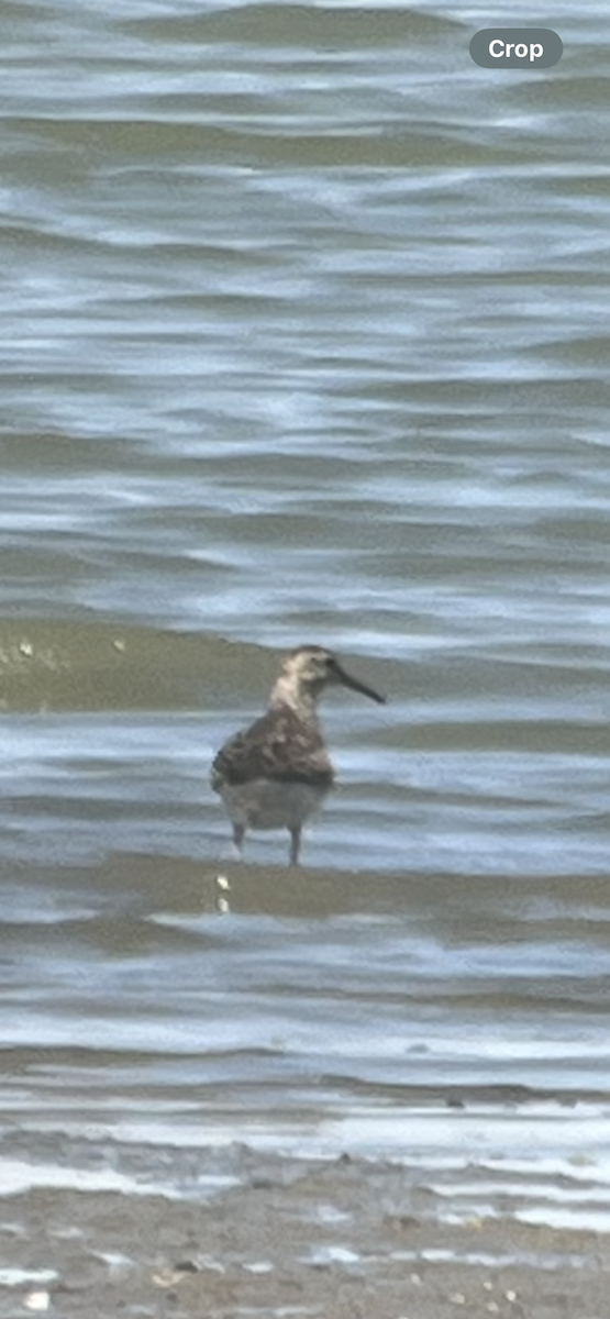 Pectoral Sandpiper - ML640496960