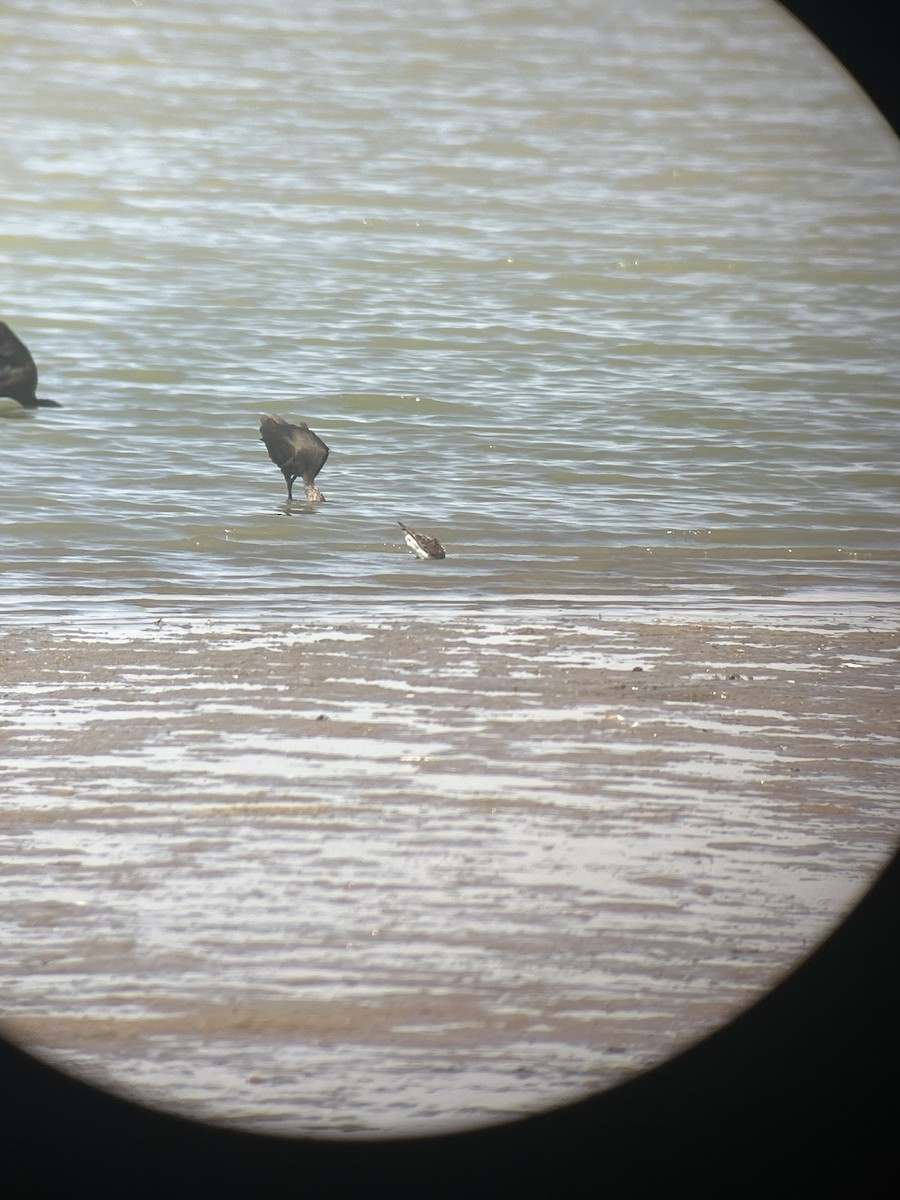 White-faced Ibis - ML640496994