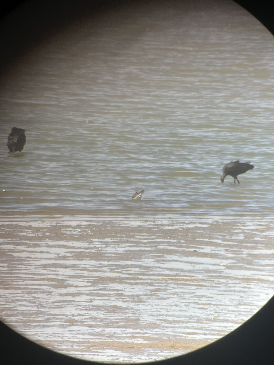 Marbled Godwit - ML640496995