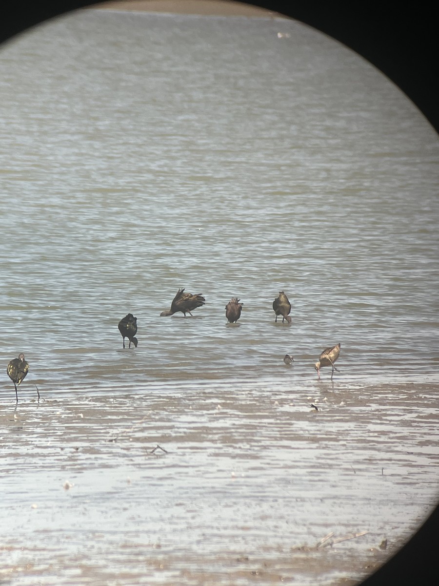 Marbled Godwit - ML640496996