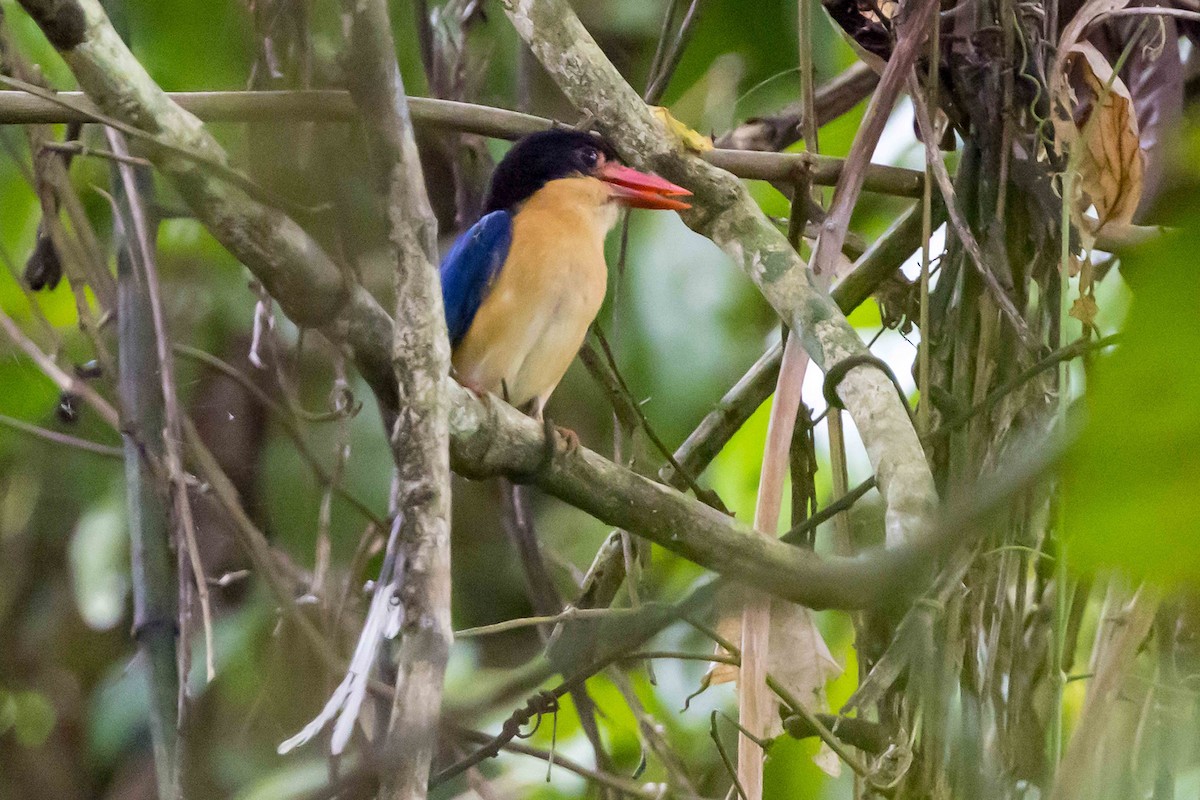 Black-capped Paradise-Kingfisher - ML640497020