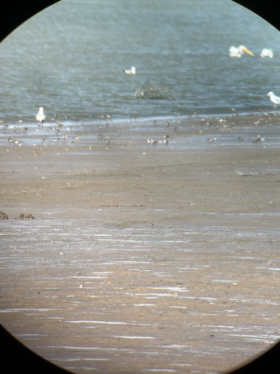 Western Sandpiper - ML640497026