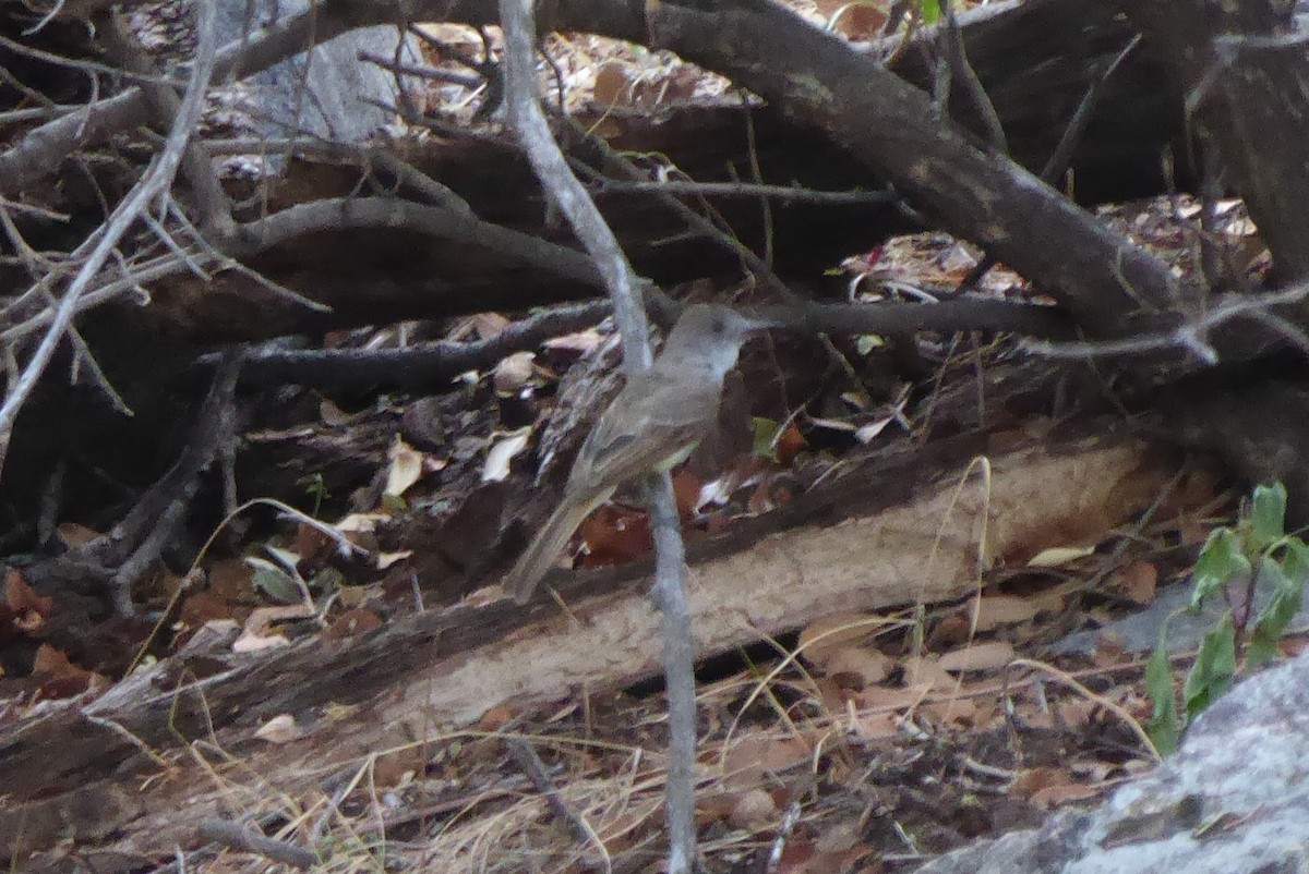 Dusky-capped Flycatcher - ML640497040