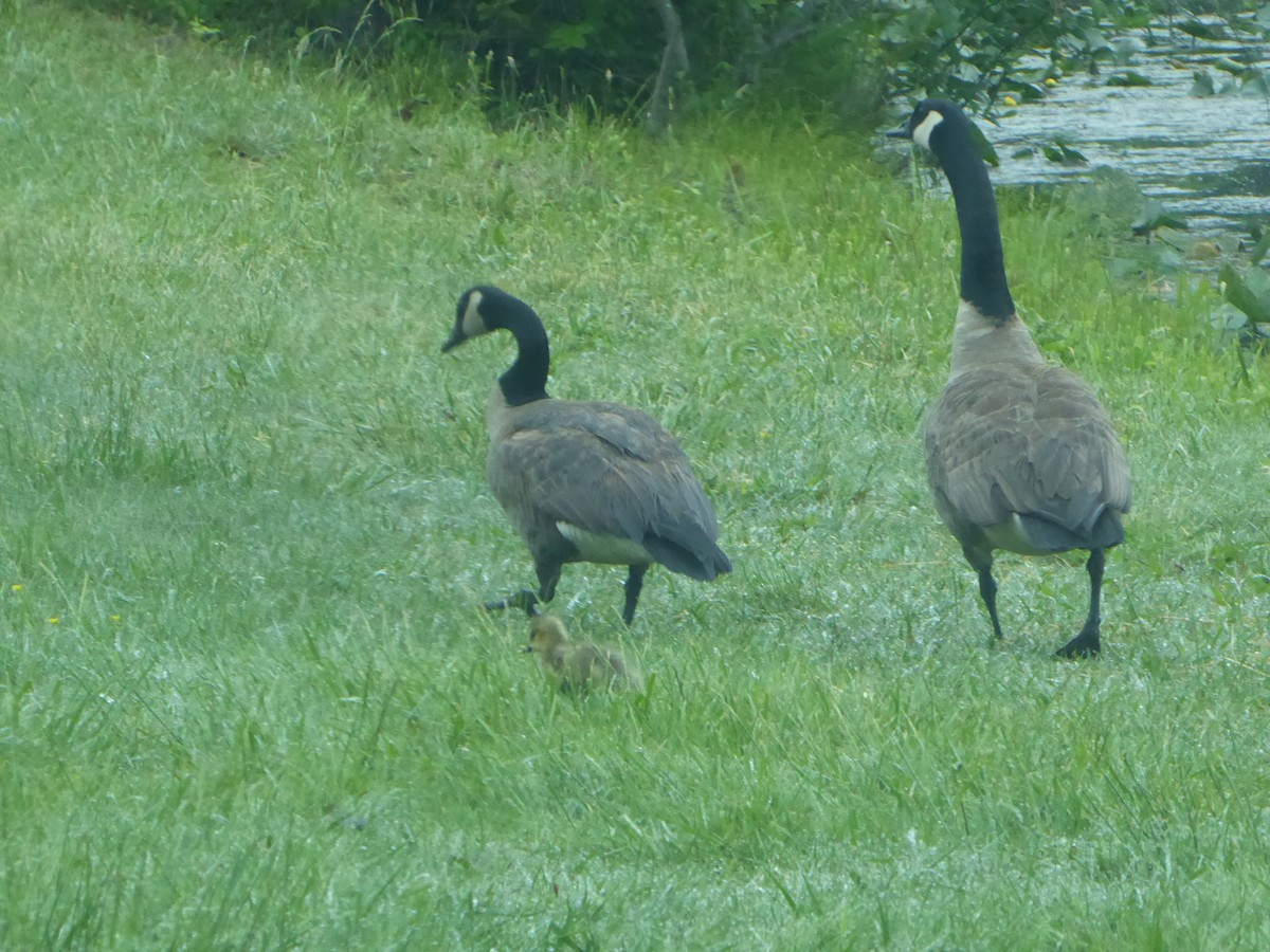 Branta kanadar handia - ML640497052