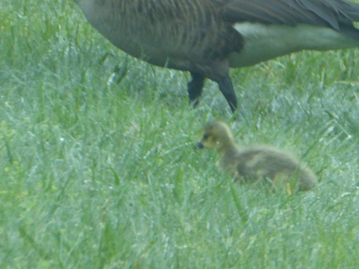 Branta kanadar handia - ML640497056