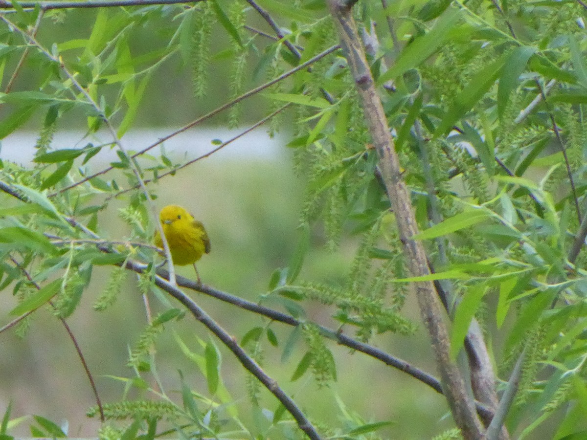 Yellow Warbler - ML640497059