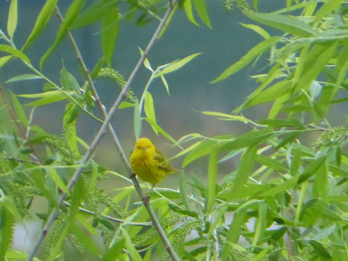 Yellow Warbler - ML640497061