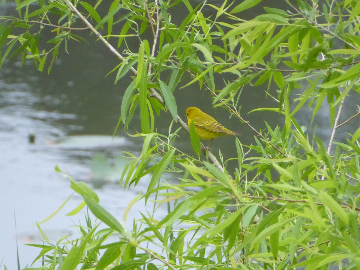 Yellow Warbler - ML640497063