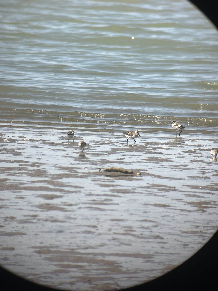 Western Sandpiper - ML640497095