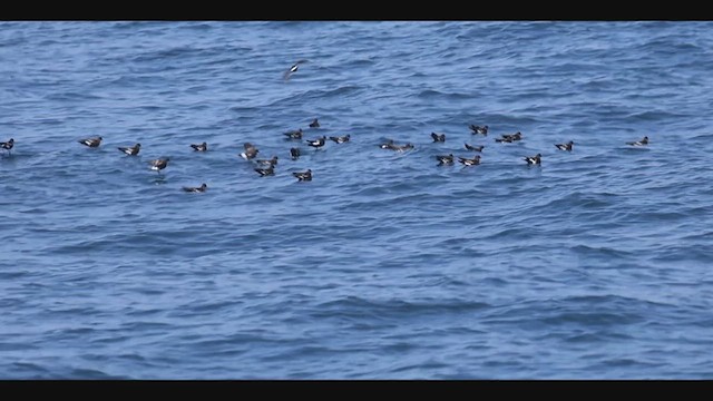 Wilson's Storm-Petrel - ML640497178