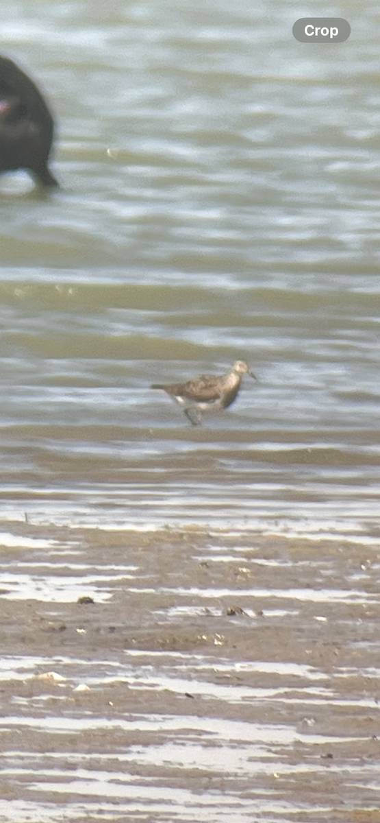 Pectoral Sandpiper - ML640497208