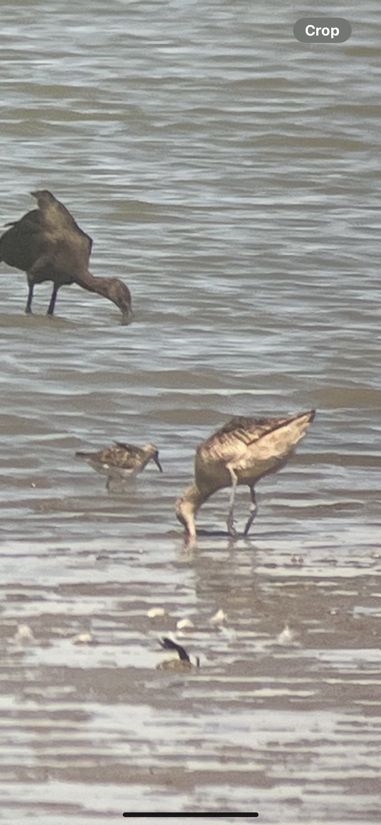 Pectoral Sandpiper - ML640497238