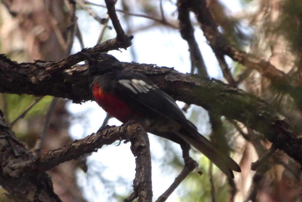 Painted Redstart - ML640497277