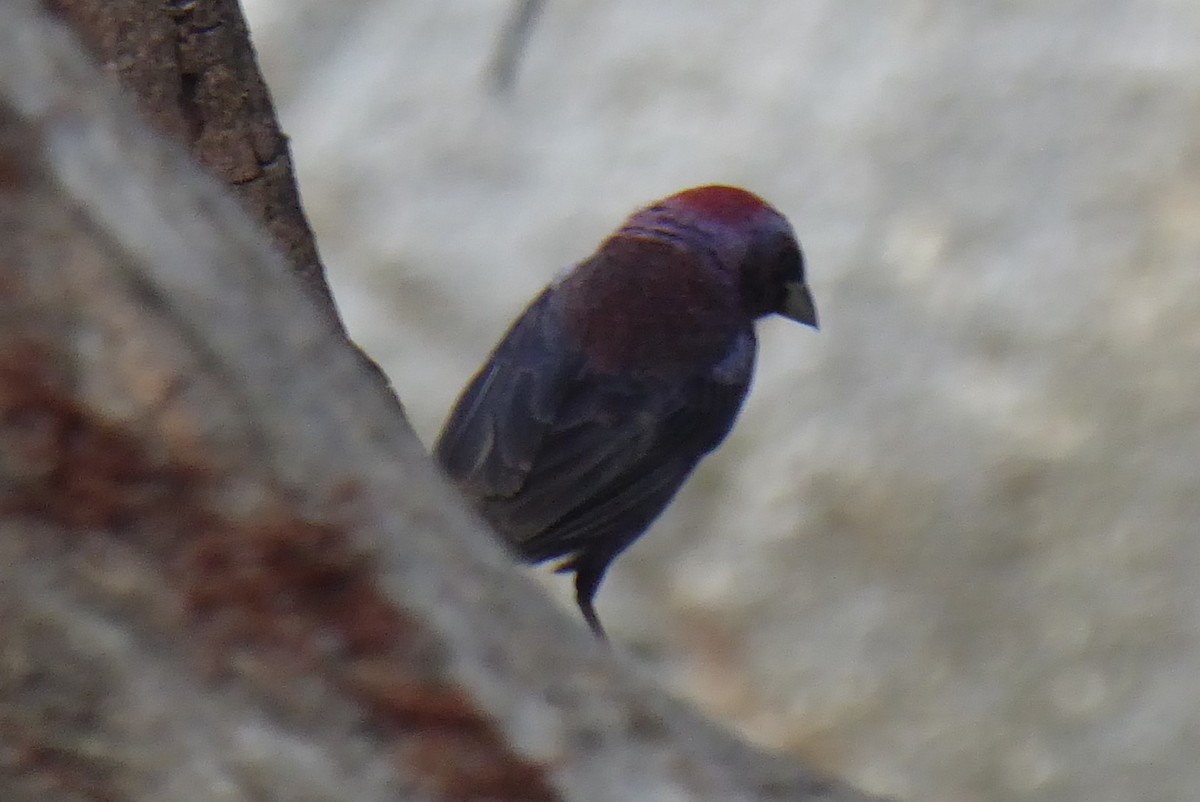 Varied Bunting - ML640497330