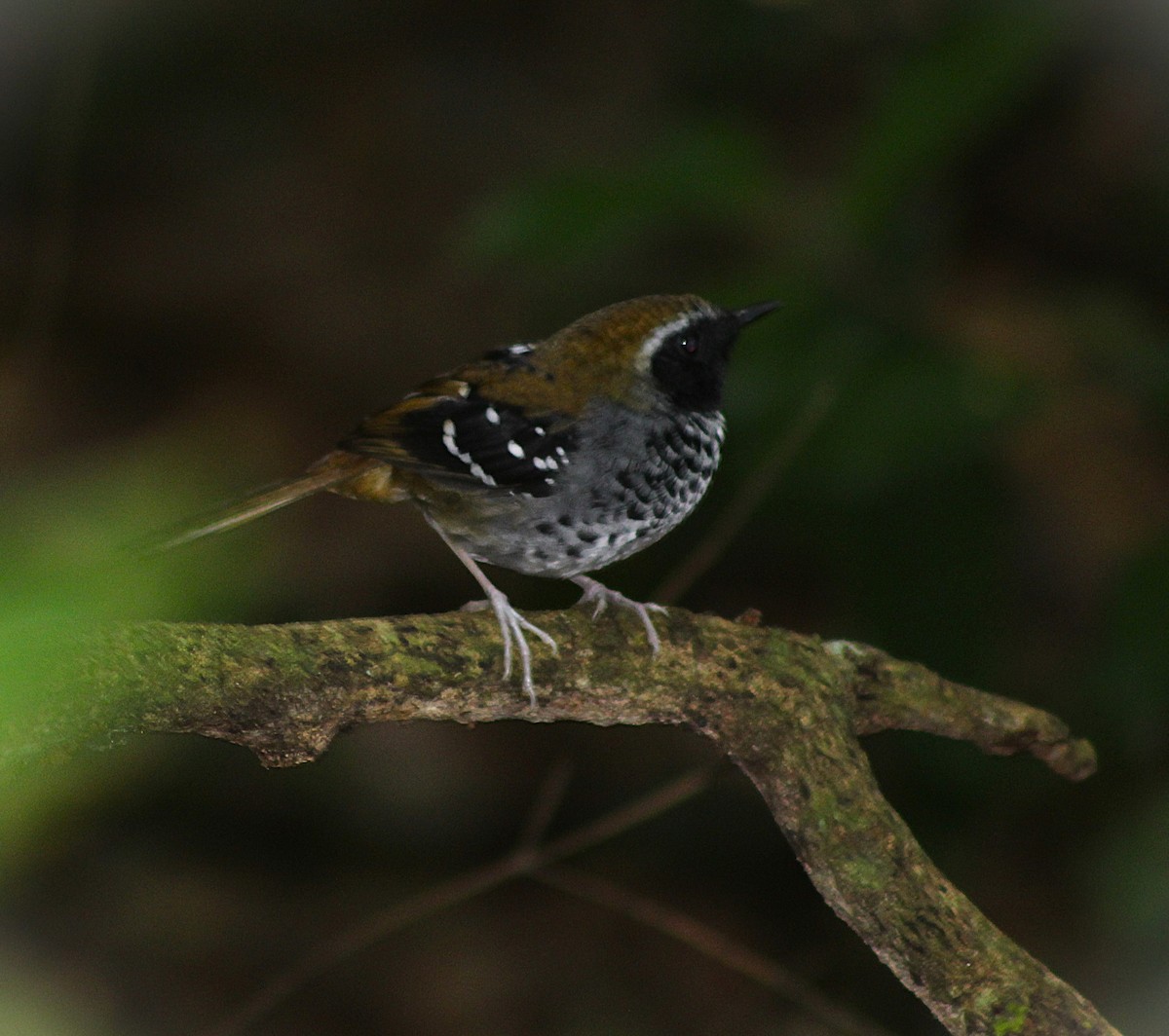 Squamate Antbird - ML640497354