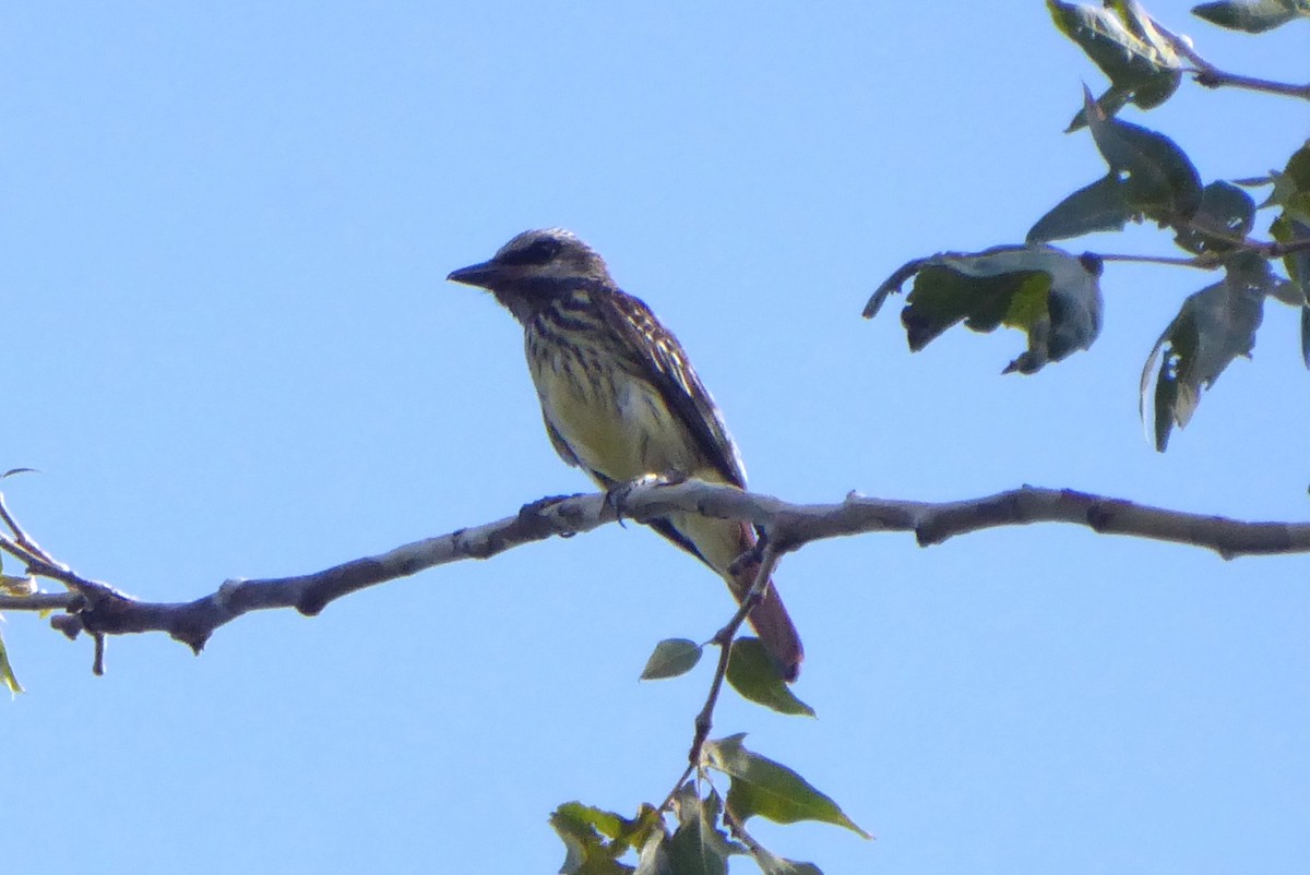 Sulphur-bellied Flycatcher - ML640497441