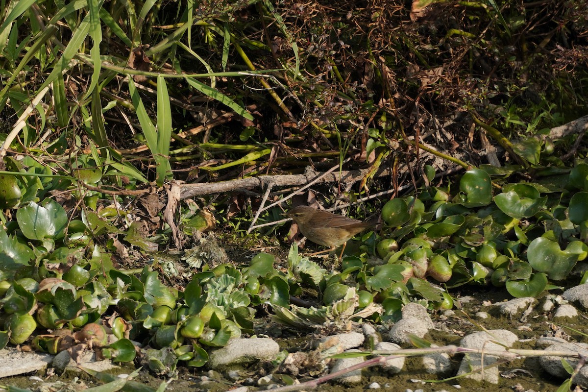 Middendorff's Grasshopper Warbler - ML640497536