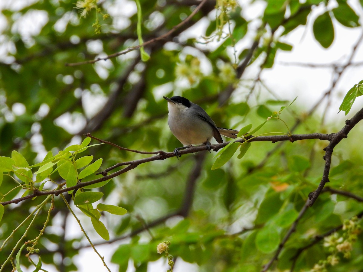 Tropical Gnatcatcher - ML640497602