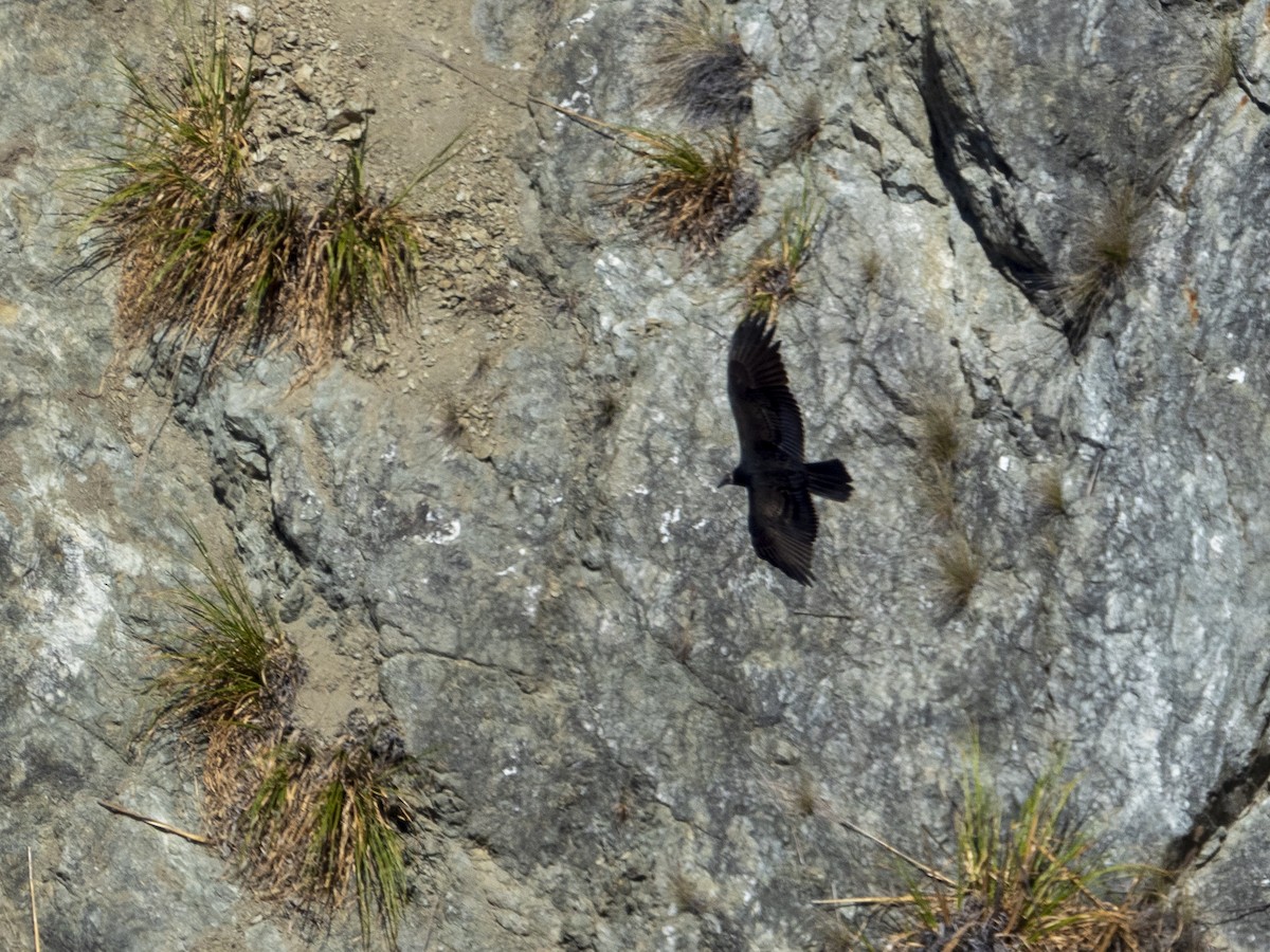 Turkey Vulture - ML640497771