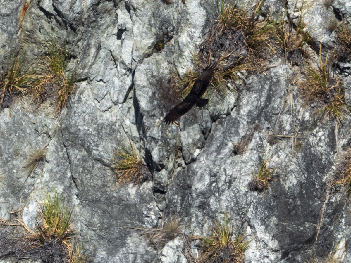 Turkey Vulture - ML640497772