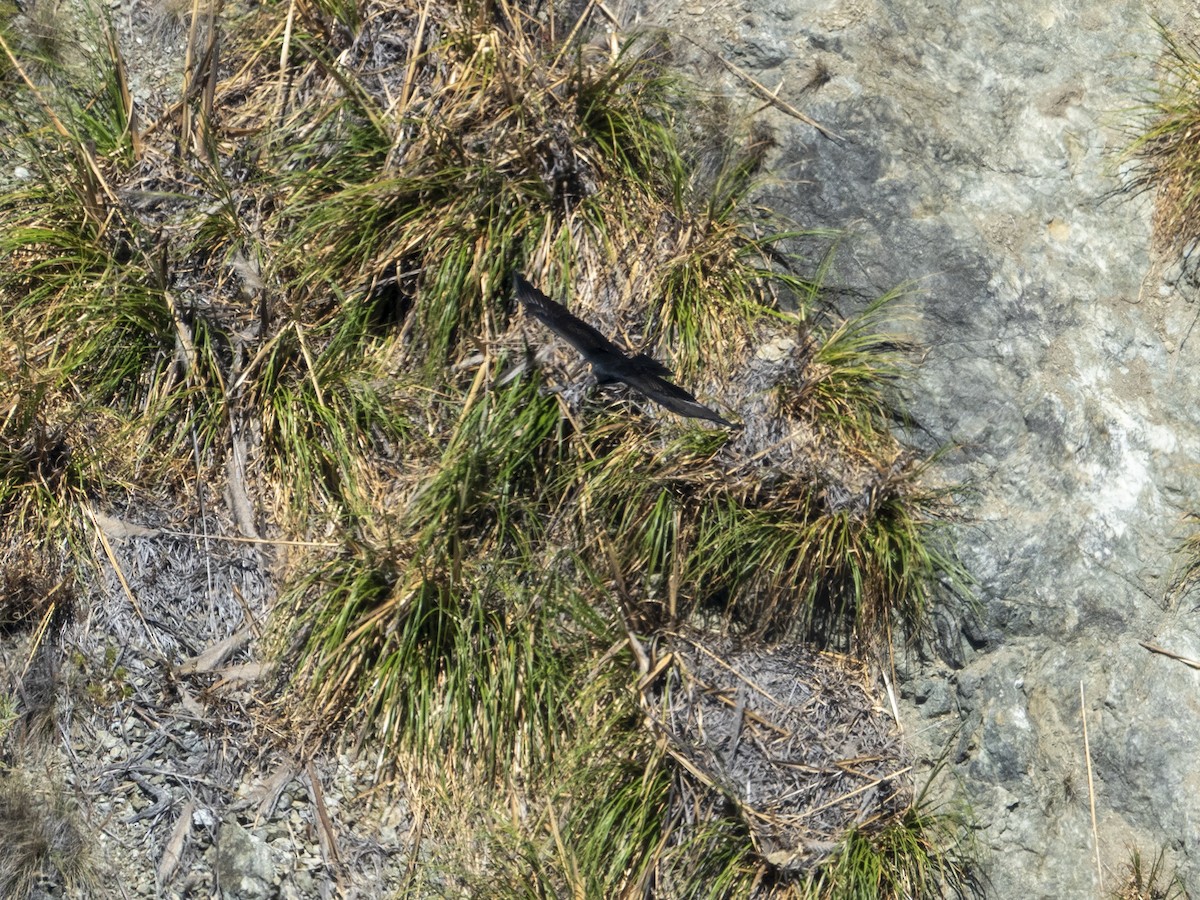 Turkey Vulture - ML640497773