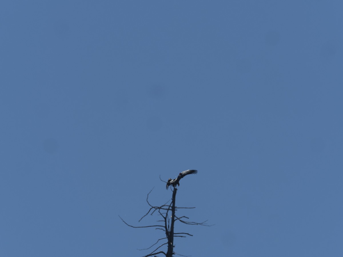 California Condor - ML640497774