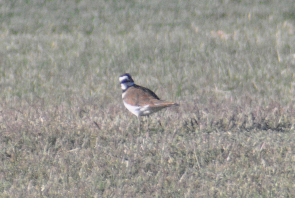 Killdeer - Sean Cozart