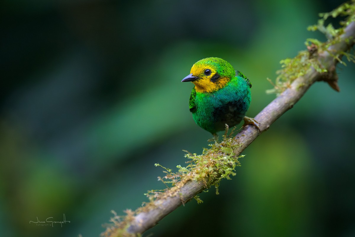 Multicolored Tanager - ML640497810