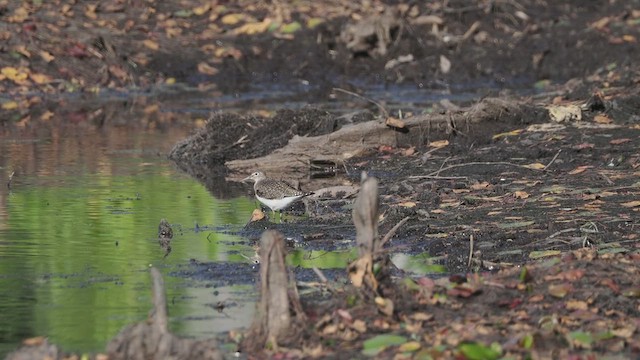 Einsiedelwasserläufer - ML640497857