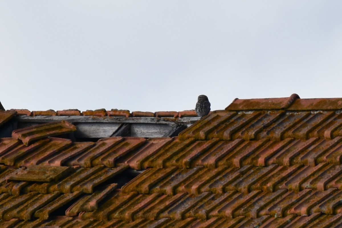 Little Owl - ML640498022