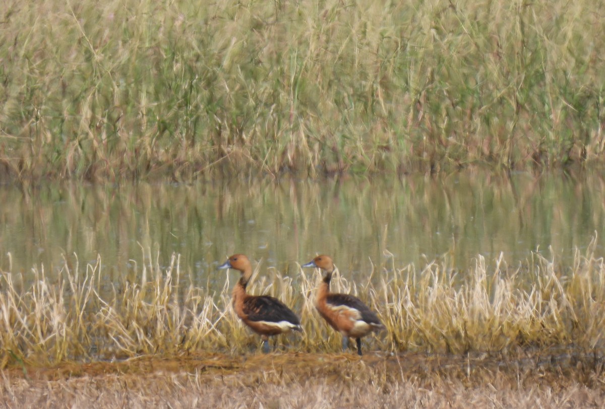 Fulvous Whistling-Duck - ML640498041