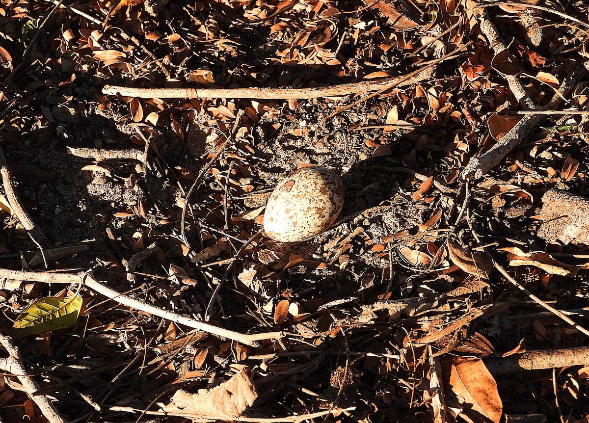 Bush Thick-knee - ML640498090