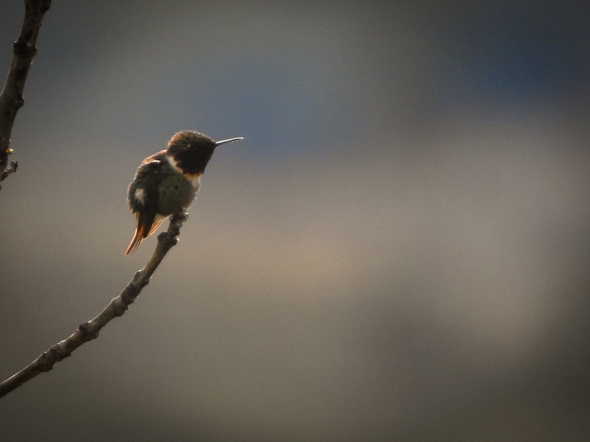 Rufous-shafted Woodstar - ML640498150