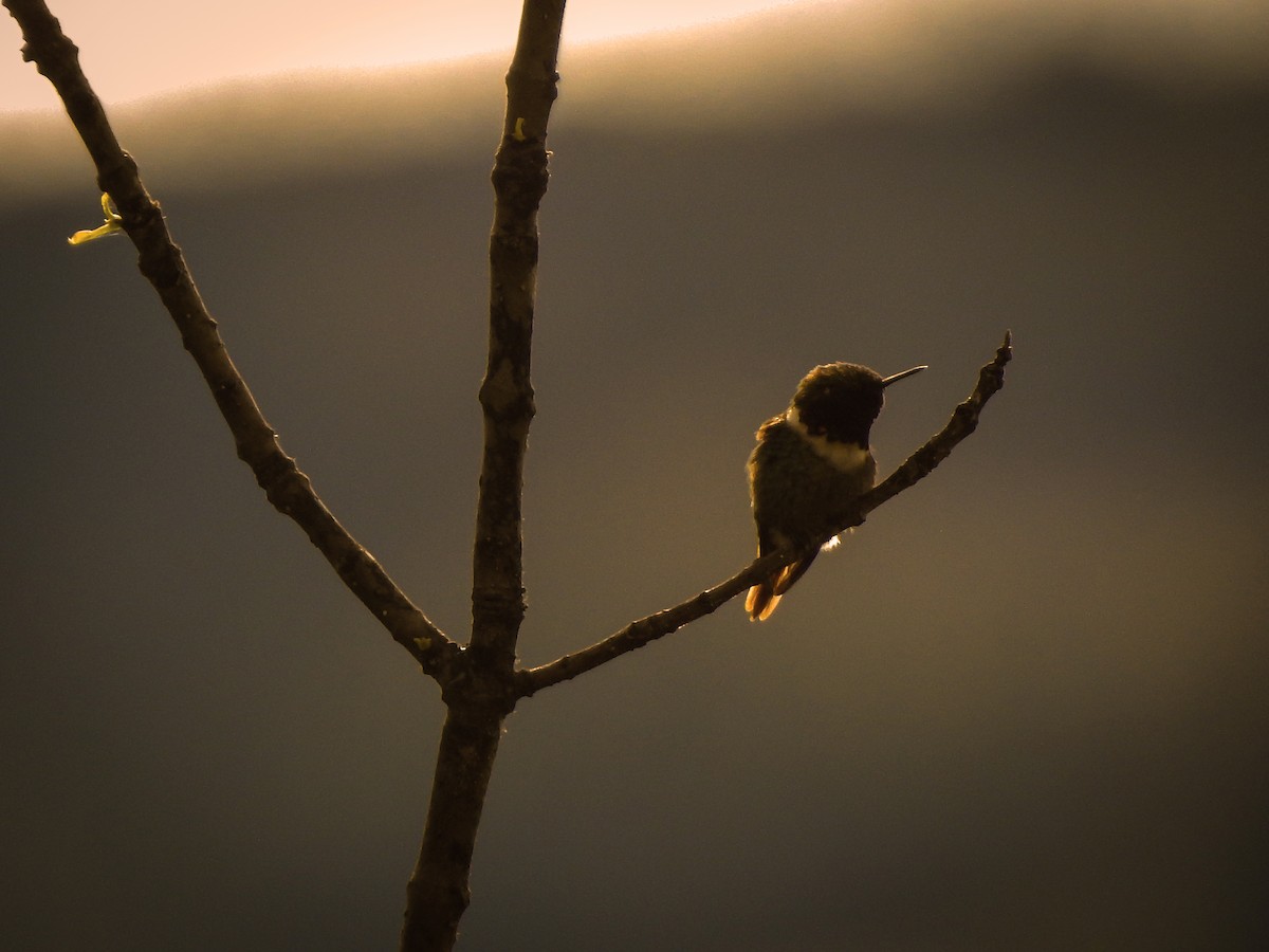 Rufous-shafted Woodstar - ML640498152