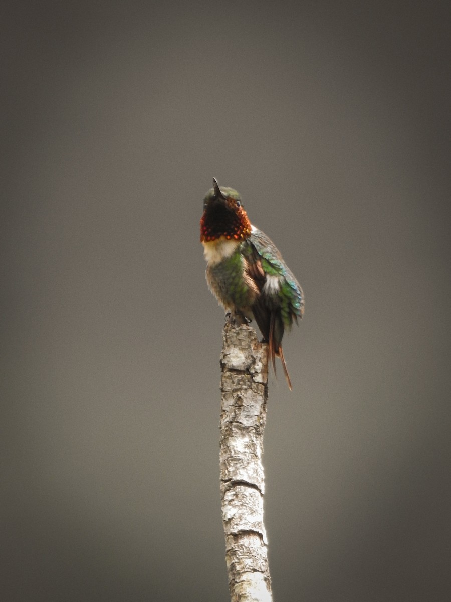 Rufous-shafted Woodstar - ML640498153