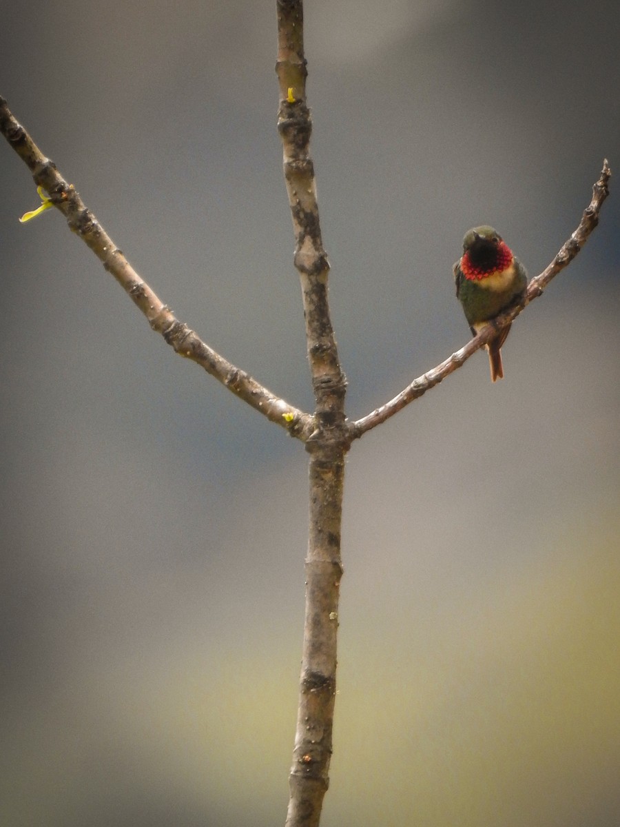 Rufous-shafted Woodstar - ML640498154