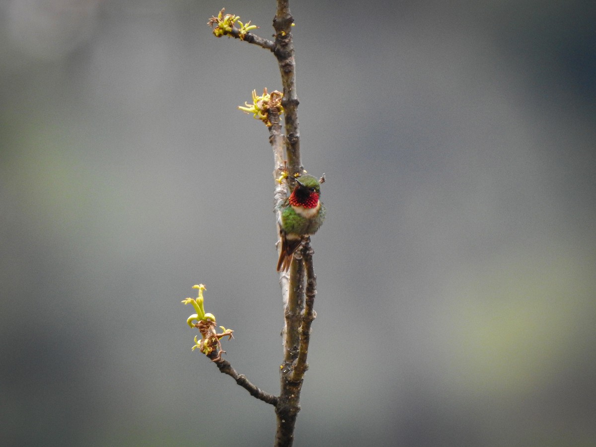 Rufous-shafted Woodstar - ML640498155
