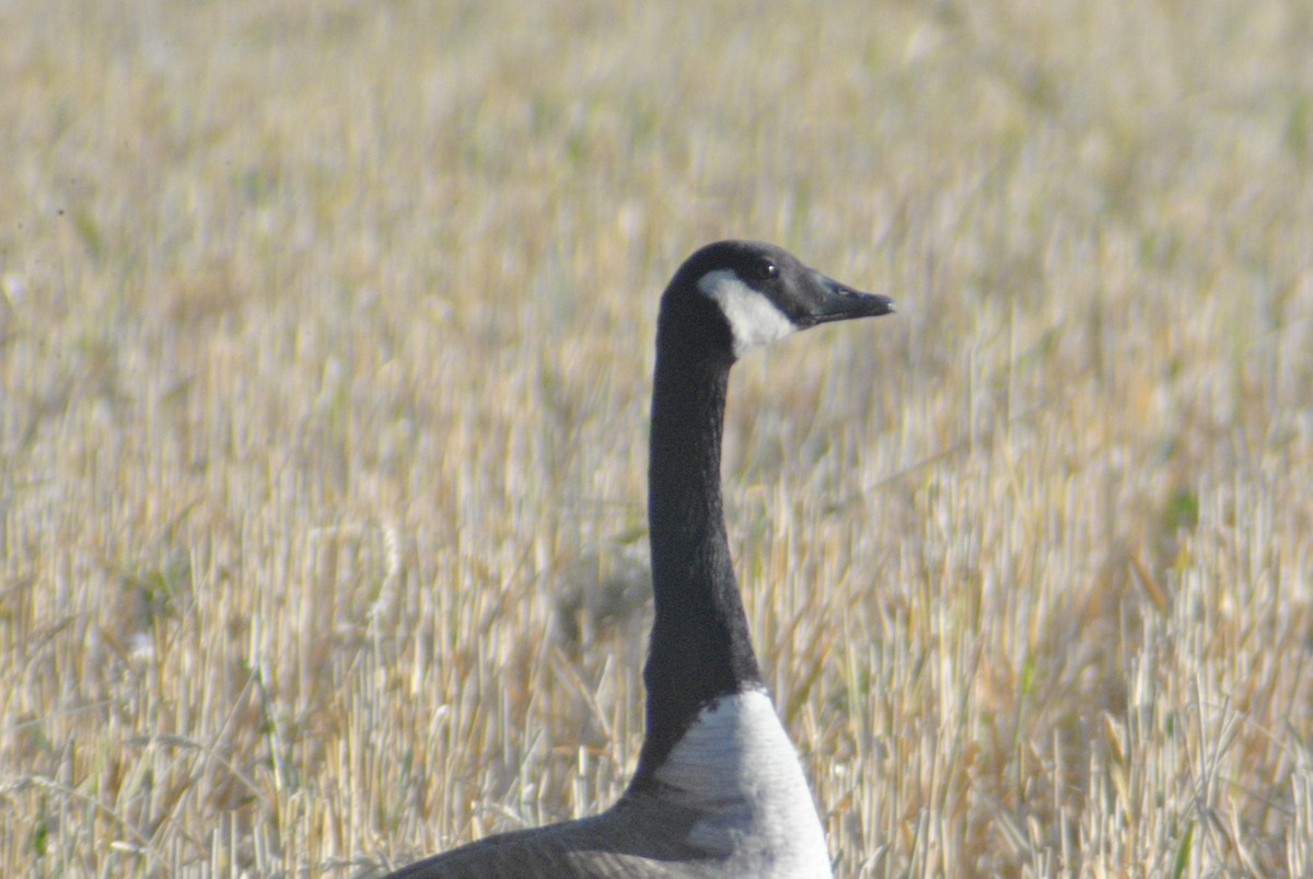 Canada Goose (moffitti/maxima) - Sean Cozart