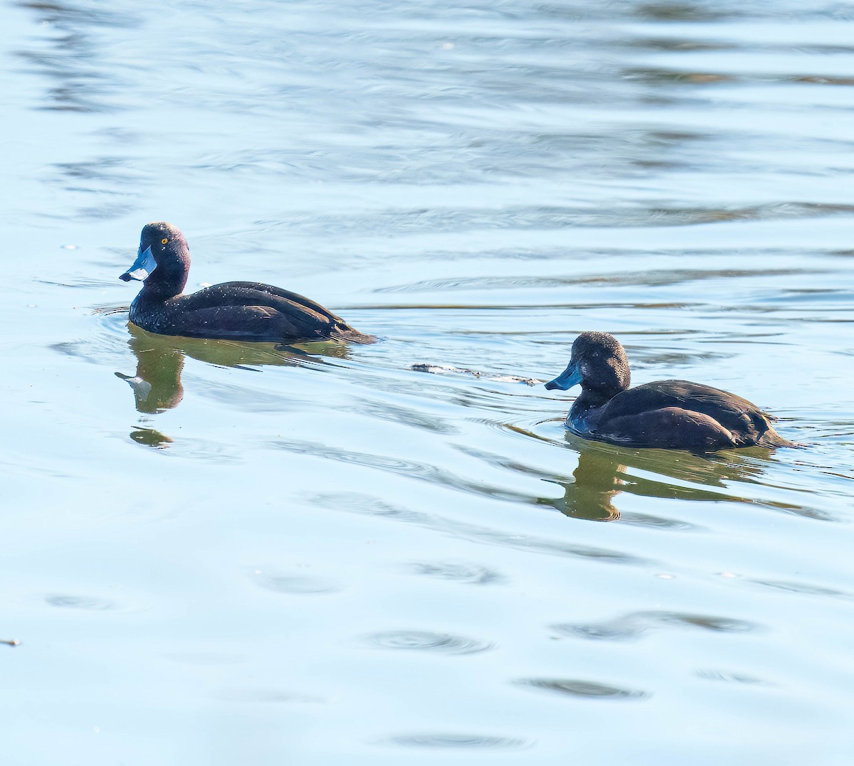 New Zealand Scaup - ML640498270