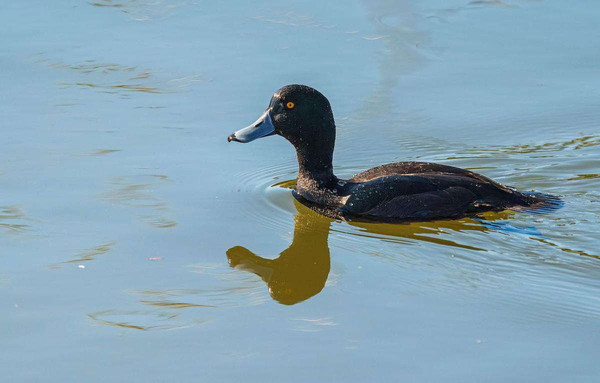 New Zealand Scaup - ML640498271