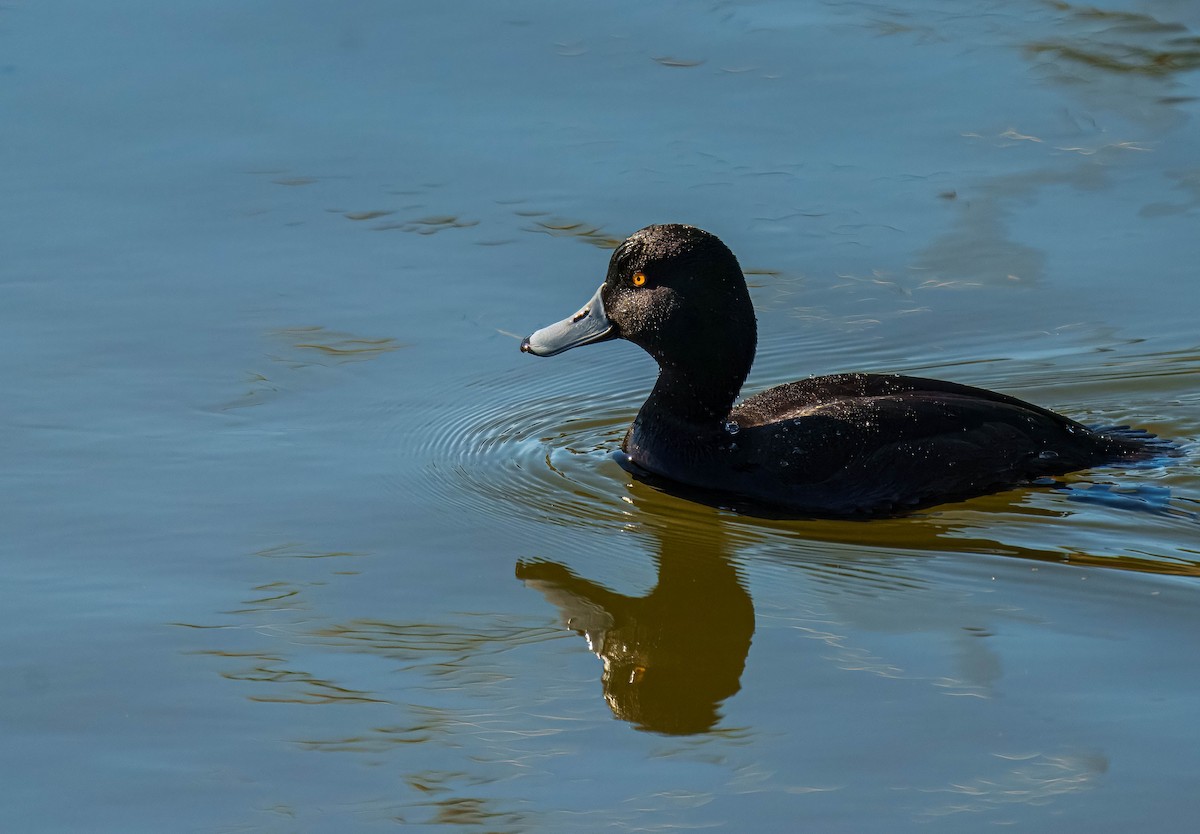 New Zealand Scaup - ML640498272